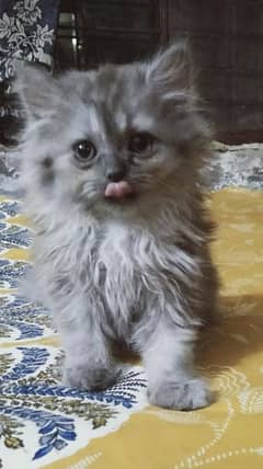 gery