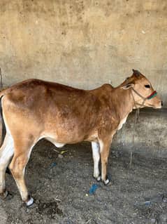 2 Daant bachiya Qurbani 2025