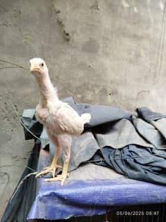 King Shamo German Aseel Chicks
