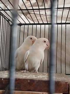 Albino red eyes breeder pair