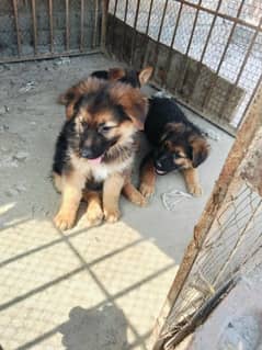 German shepherd puppies pair for sale