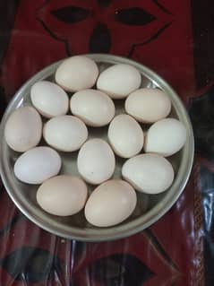 white Heera fertile eggs