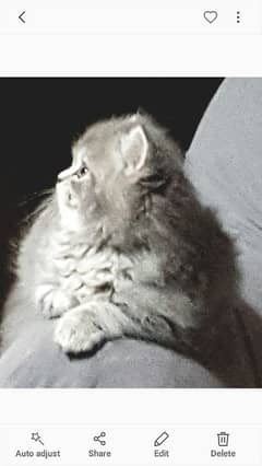 Persian  kittens / Extreem punch face / kittens foe sale 03074524744