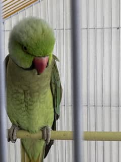 Gamma Ringneck