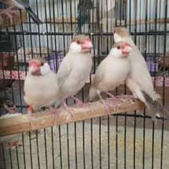 fawn java breeder pairs