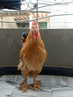 Golden buff hens