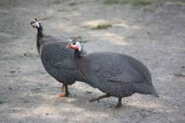 Guinea fowls