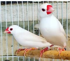 White java breeder pair