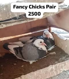 pigeons For sale 0312 5925861