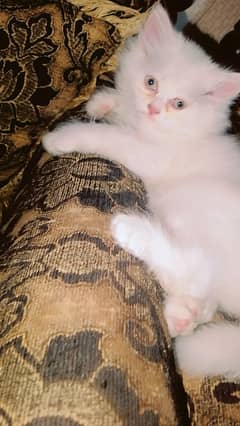 white female kitten