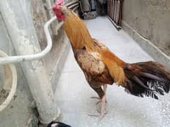 aseel Sindhi murgha
