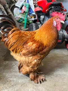 golden buff brahma male