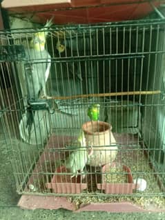Cockatiel