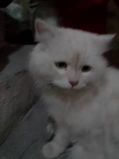 Persian White Cat Pair