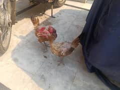 6 hens and 2 murgha