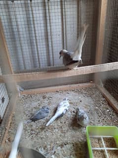 Pied Doves