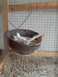 Pied Doves