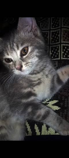 seventh months old Persian double coat cat