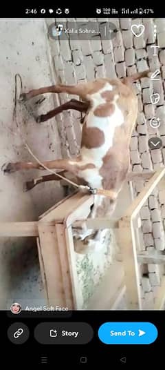 2 dant bakra