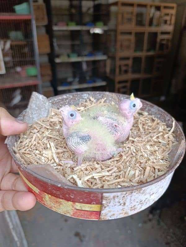 03036972118 Cocktail Chicks Available for Handtame purpose. 3