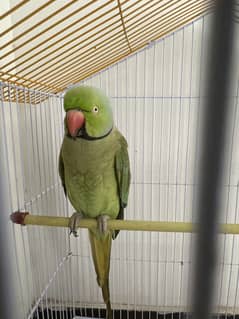 Male talking Ringneck