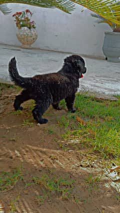 Black german shephard nd black n ten