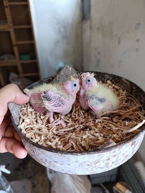 Cocktail Chicks Available for Handtame purpose. 0