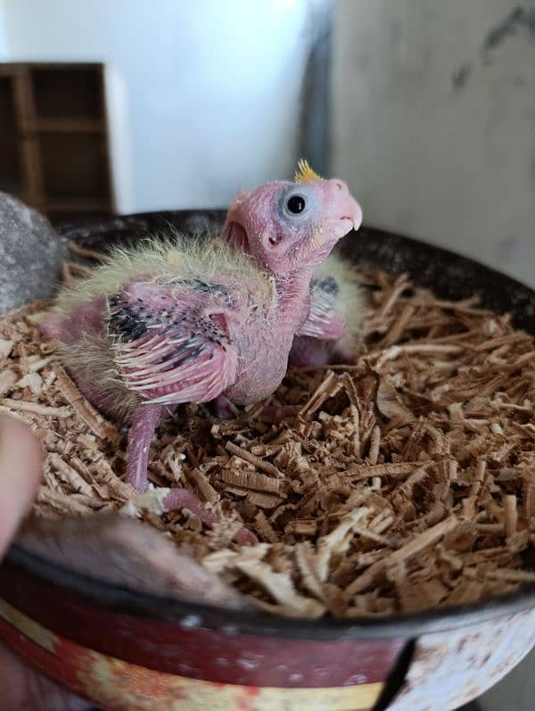 Cocktail Chicks Available for Handtame purpose. 1