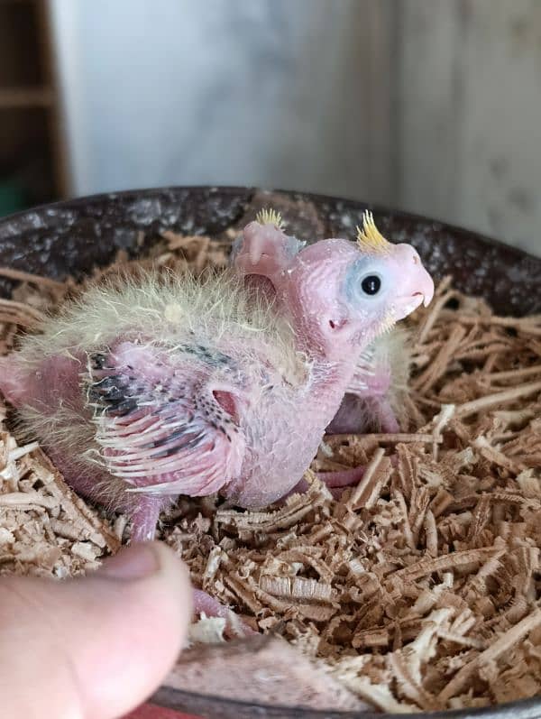 Cocktail Chicks Available for Handtame purpose. 2