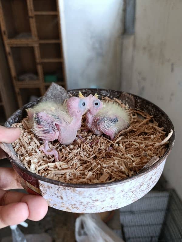 Cocktail Chicks Available for Handtame purpose. 3