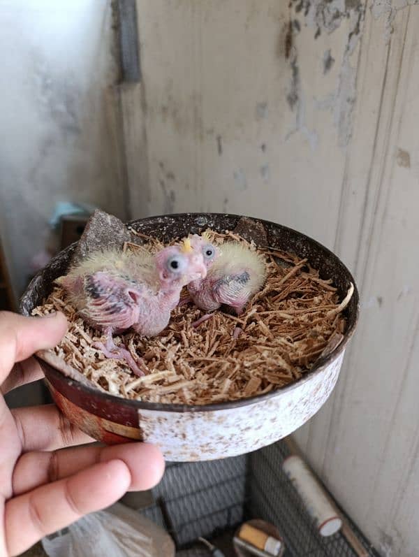 Cocktail Chicks Available for Handtame purpose. 4