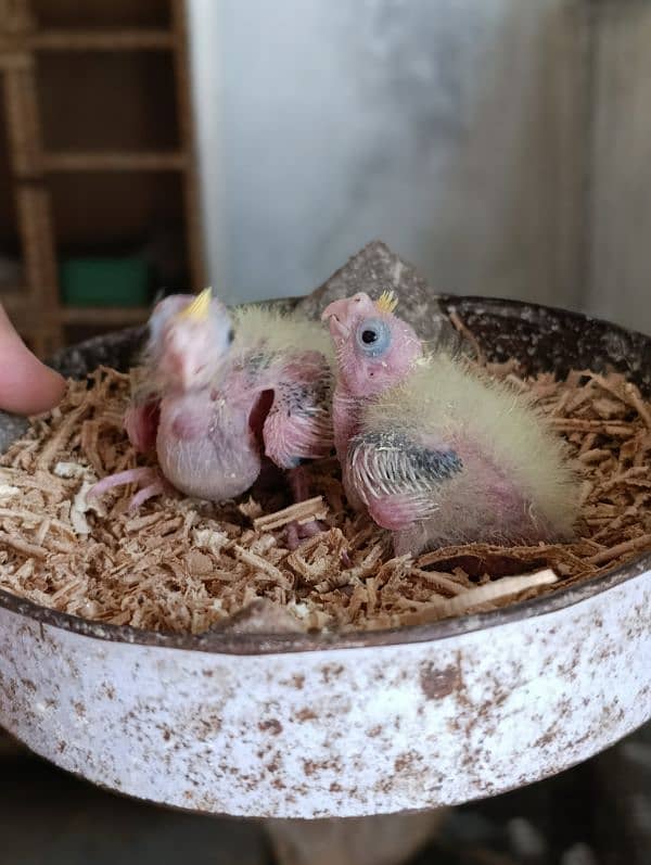 Cocktail Chicks Available for Handtame purpose. 5