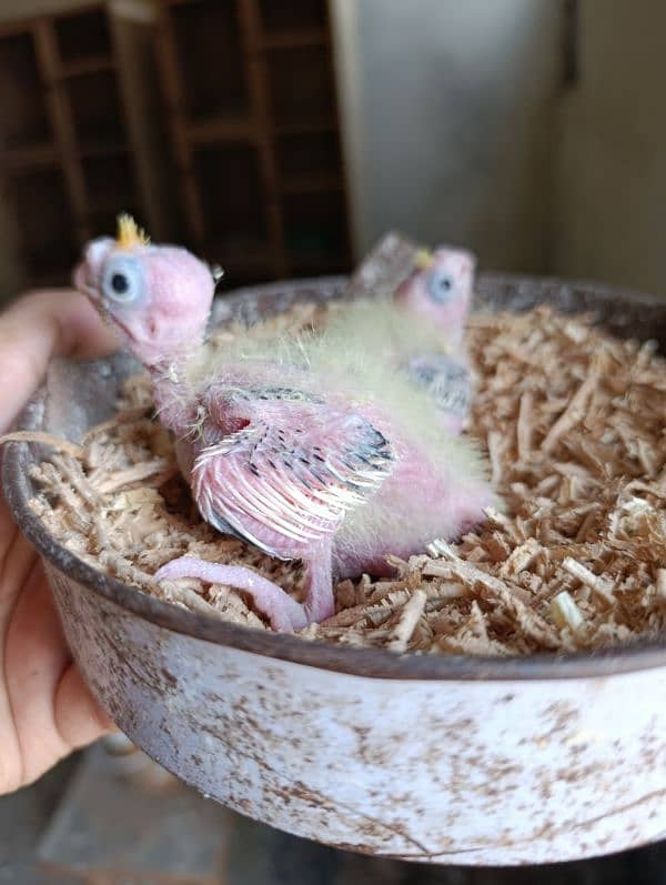 Cocktail Chicks Available for Handtame purpose. 6