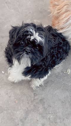Shitzu dog age 9 months for sale gy