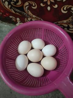 white heera fertile eggs