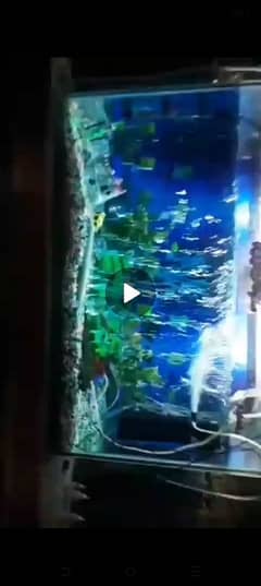 Aquarium Tank 280 liters