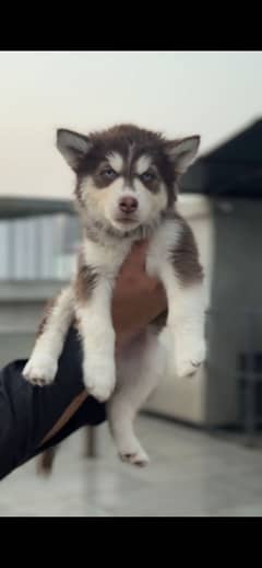 Husky puppies
