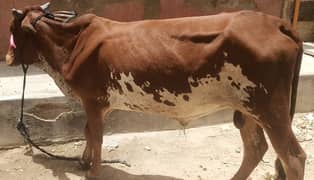 bachra 2 dant