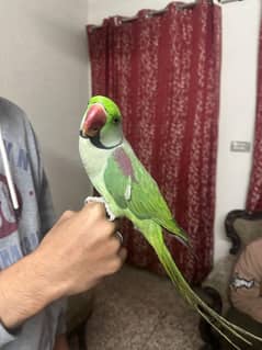 2 male Raw parrots for sale