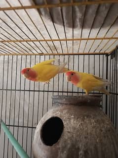 Lutino Lovebirds