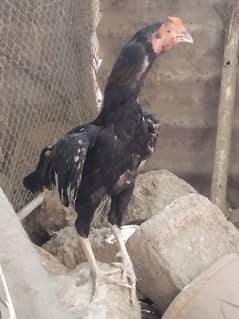 Aseel Murgy Murgi