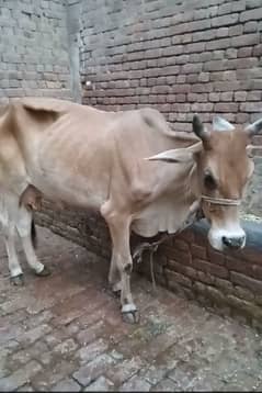 دیسی کراس گائے ساتھ وچھی 5 کلو دودھ