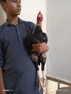 aseel murga