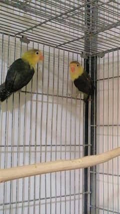 Australian parrot