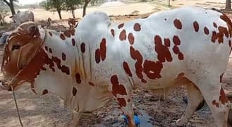 Qurbani Janwar for sale