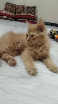 Persian kittens