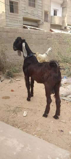 nachi dancing Bakra for sale