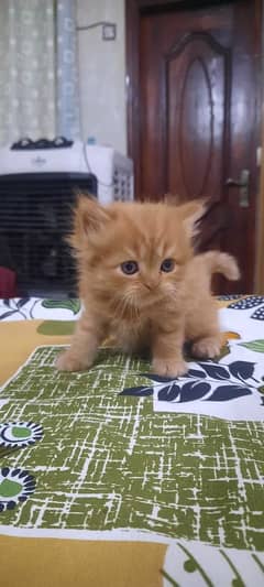 Persion kittens triple coated kitten