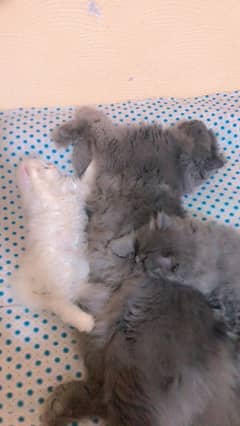 Persian cat