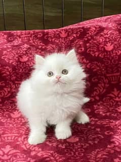 Persian kittens triple coat pair for sale contact whatsap 03227349825